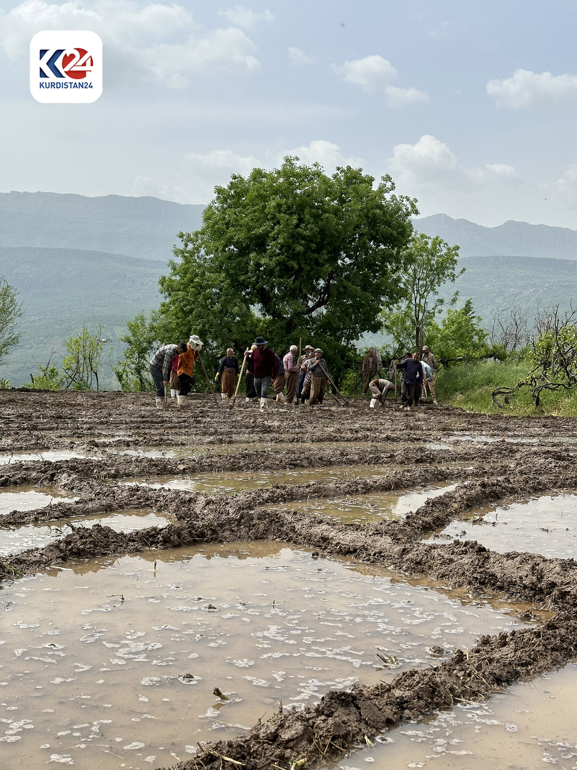 Rice planting in Amedi district, April 21, 2024. (Photo: Kurdistan24) 